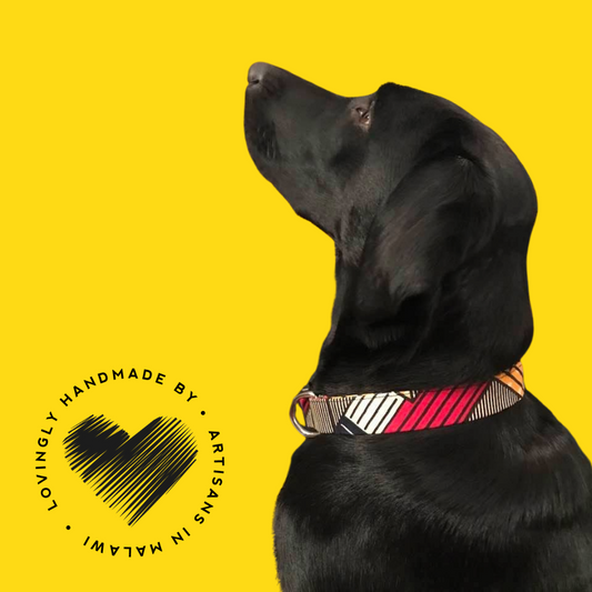 Dog Collar